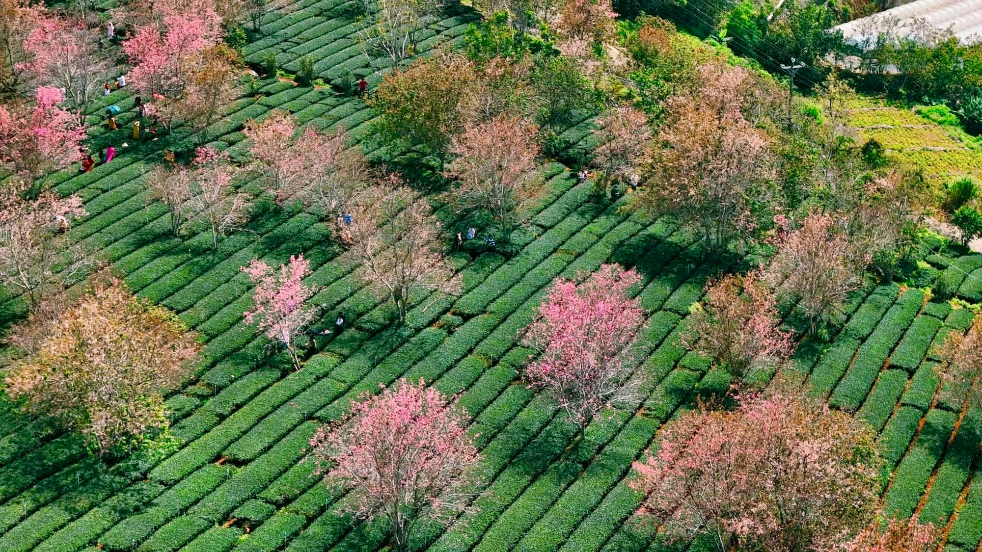 Toàn cảnh đồi chè